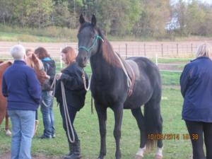 confirmation elective horses 10.14 (13)